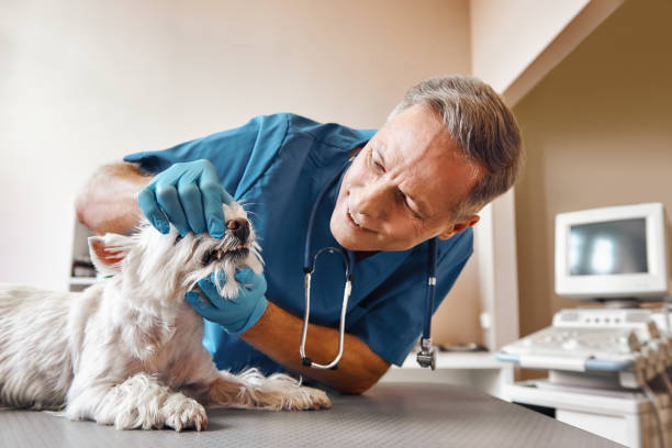 Best Emergency Dental Surgery in East Meadow, NY